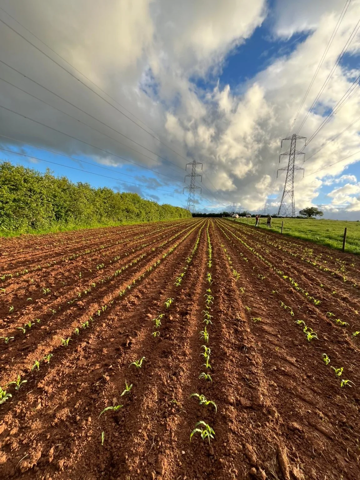 Maize crop established after drilling for game cover